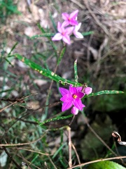 Boronia splendida