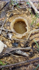 Peziza austrogeaster