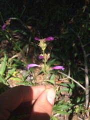 Penstemon
