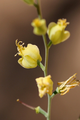 Streptanthus bernardinus