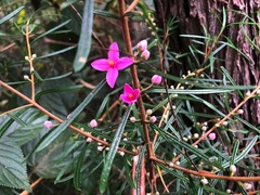Boronia splendida
