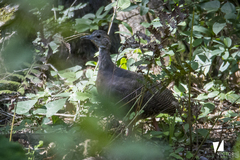 Crypturellus cinnamomeus