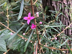 Boronia splendida