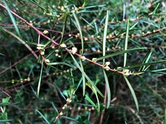 Boronia splendida