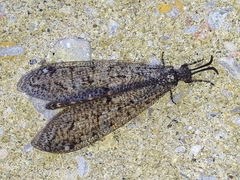 Brachynemurus nebulosus