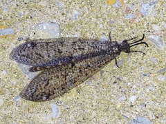 Brachynemurus nebulosus