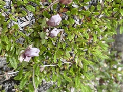 Gentianella propinqua