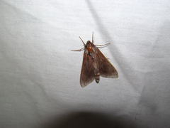 Lapara bombycoides