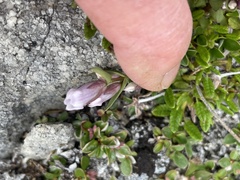 Gentianella propinqua