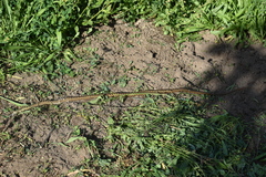 Pseudalsophis elegans