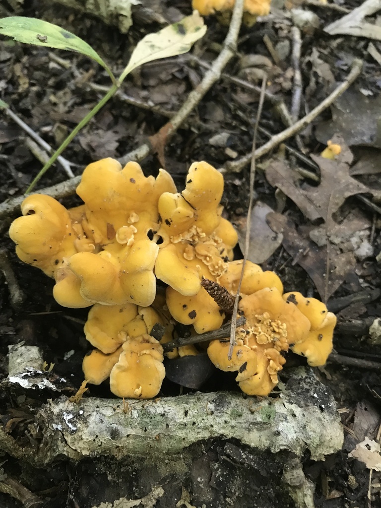 Smooth Chanterelle in August 2022 by mpearlstein · iNaturalist