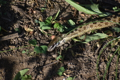 Pseudalsophis elegans