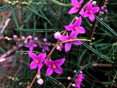 Boronia splendida