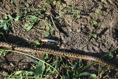 Pseudalsophis elegans