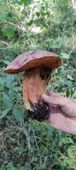 Boletus michoacanus