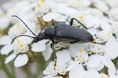 Rhagiini
