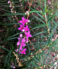 Boronia splendida