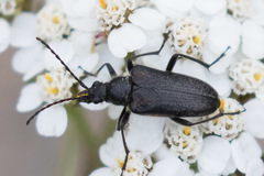 Rhagiini