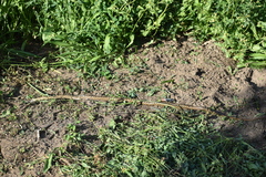 Pseudalsophis elegans