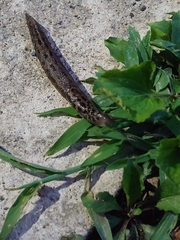 Limax maximus