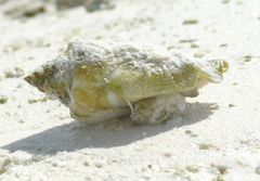 Gibberulus gibberulus