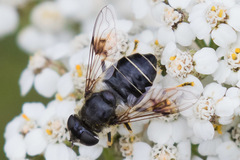 Eristalis rupium