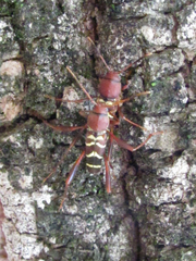 Neoclytus acuminatus acuminatus