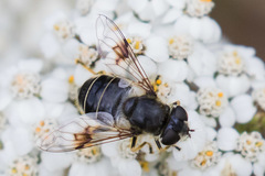 Eristalis rupium
