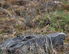 Grallaria andicolus