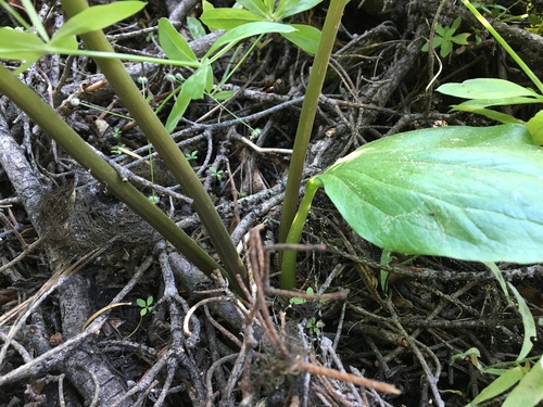Image of Trillium crassifolium by (c) Ed Alverson, some rights reserved (CC BY)