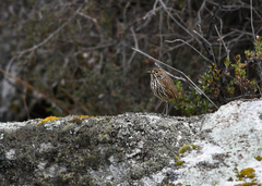 Grallaria andicolus