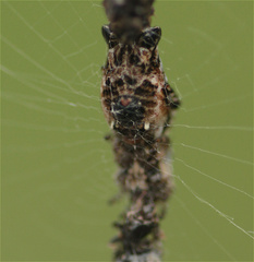 Cyclosa bifurcata