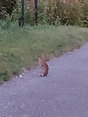 Sylvilagus floridanus