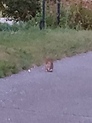 Sylvilagus floridanus