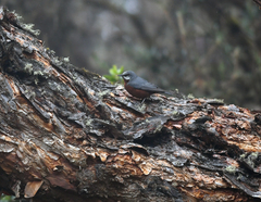 Conirostrum binghami