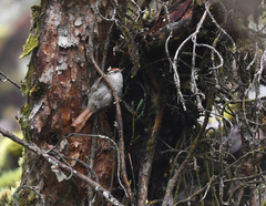 Cranioleuca antisiensis