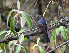 Chalcostigma stanleyi