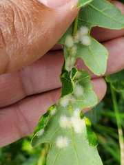 Neuroterus floccosus