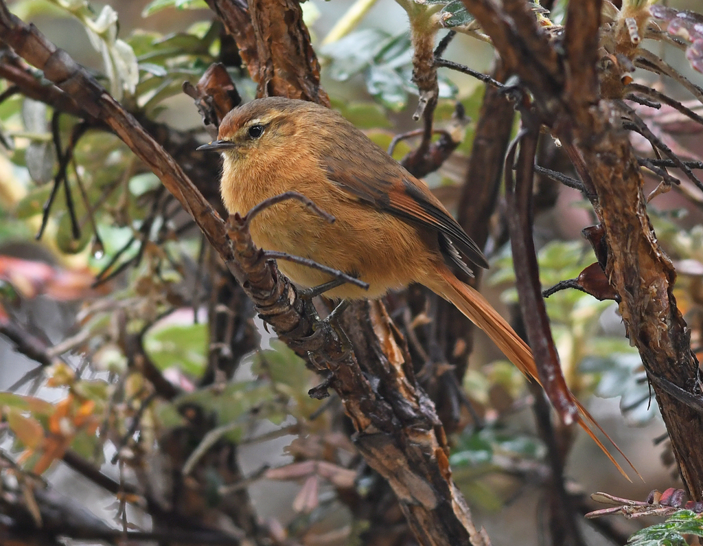 Tawny Tit-Spinetail photo