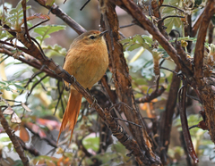 Sylviorthorhynchus yanacensis