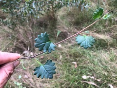 Goodenia rotundifolia