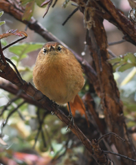 Sylviorthorhynchus yanacensis