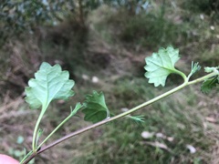 Goodenia rotundifolia