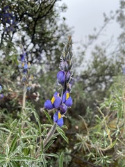 Lupinus tomentosus