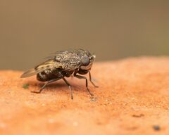 Paralimna punctipennis