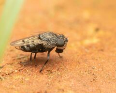 Paralimna punctipennis