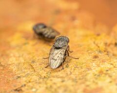 Paralimna punctipennis