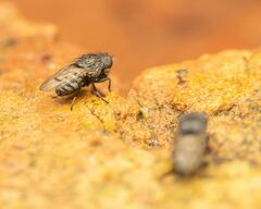 Paralimna punctipennis