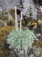Lupinus weberbaueri