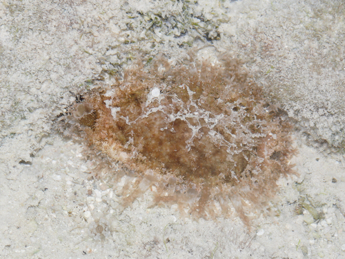 Eroded Cowry